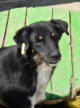 RINCHEN, Hund, Mischlingshund in Bulgarien - Bild 13