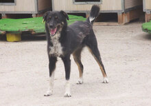 RINCHEN, Hund, Mischlingshund in Bulgarien - Bild 14