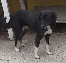 RINCHEN, Hund, Mischlingshund in Bulgarien - Bild 2