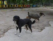RINCHEN, Hund, Mischlingshund in Bulgarien - Bild 5