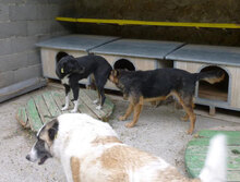RINCHEN, Hund, Mischlingshund in Bulgarien - Bild 6