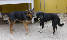 RINCHEN, Hund, Mischlingshund in Bulgarien - Bild 7