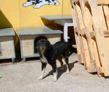RINCHEN, Hund, Mischlingshund in Bulgarien - Bild 8
