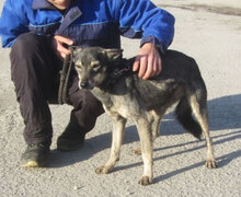 CASI, Hund, Mischlingshund in Bulgarien - Bild 11