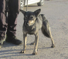 CASI, Hund, Mischlingshund in Bulgarien - Bild 12