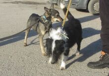 CASI, Hund, Mischlingshund in Bulgarien - Bild 13