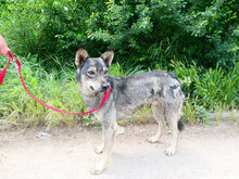CASI, Hund, Mischlingshund in Bulgarien - Bild 2