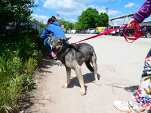 CASI, Hund, Mischlingshund in Bulgarien - Bild 6