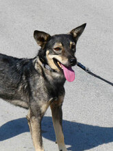 CASI, Hund, Mischlingshund in Bulgarien - Bild 7