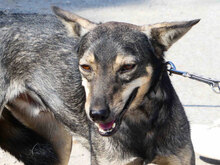CASI, Hund, Mischlingshund in Bulgarien - Bild 8