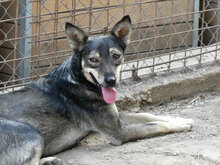 CASI, Hund, Mischlingshund in Bulgarien - Bild 9