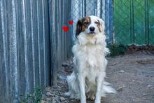 AYANA, Hund, Mischlingshund in Bulgarien - Bild 1