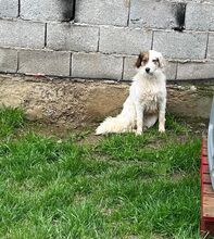 AYANA, Hund, Mischlingshund in Bulgarien - Bild 10
