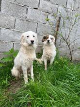 AYANA, Hund, Mischlingshund in Bulgarien - Bild 11