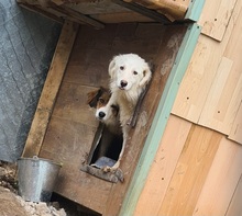 AYANA, Hund, Mischlingshund in Bulgarien - Bild 12