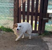 AYANA, Hund, Mischlingshund in Bulgarien - Bild 15