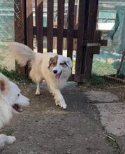AYANA, Hund, Mischlingshund in Bulgarien - Bild 16