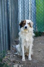 AYANA, Hund, Mischlingshund in Bulgarien - Bild 2