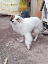 AYANA, Hund, Mischlingshund in Bulgarien - Bild 22