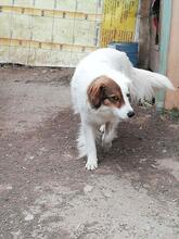 AYANA, Hund, Mischlingshund in Bulgarien - Bild 23