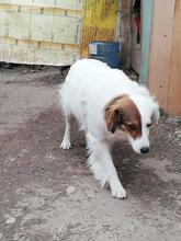 AYANA, Hund, Mischlingshund in Bulgarien - Bild 24