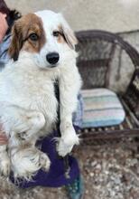 AYANA, Hund, Mischlingshund in Bulgarien - Bild 27