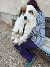 AYANA, Hund, Mischlingshund in Bulgarien - Bild 28