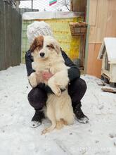 AYANA, Hund, Mischlingshund in Bulgarien - Bild 29