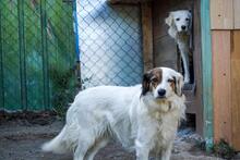 AYANA, Hund, Mischlingshund in Bulgarien - Bild 3