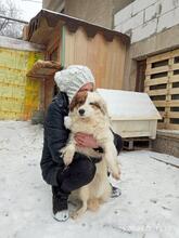AYANA, Hund, Mischlingshund in Bulgarien - Bild 30