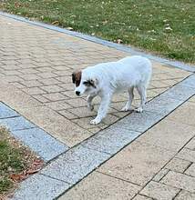 AYANA, Hund, Mischlingshund in Bulgarien - Bild 32