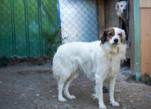 AYANA, Hund, Mischlingshund in Bulgarien - Bild 4