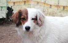 AYANA, Hund, Mischlingshund in Bulgarien - Bild 5