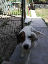 AYANA, Hund, Mischlingshund in Bulgarien - Bild 6