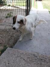 AYANA, Hund, Mischlingshund in Bulgarien - Bild 7