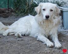 BLANCA, Hund, Mischlingshund in Bulgarien - Bild 1