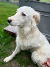 BLANCA, Hund, Mischlingshund in Bulgarien - Bild 11