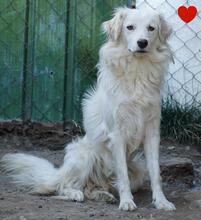 BLANCA, Hund, Mischlingshund in Bulgarien - Bild 2
