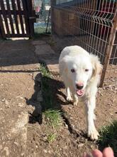 BLANCA, Hund, Mischlingshund in Bulgarien - Bild 20