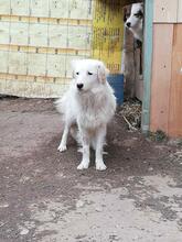 BLANCA, Hund, Mischlingshund in Bulgarien - Bild 21