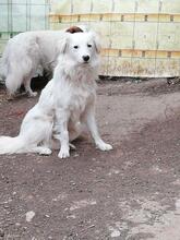 BLANCA, Hund, Mischlingshund in Bulgarien - Bild 22