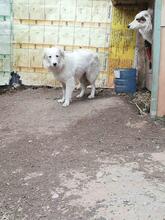 BLANCA, Hund, Mischlingshund in Bulgarien - Bild 23