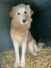 BLANCA, Hund, Mischlingshund in Bulgarien - Bild 24
