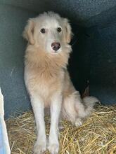 BLANCA, Hund, Mischlingshund in Bulgarien - Bild 25