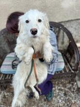 BLANCA, Hund, Mischlingshund in Bulgarien - Bild 29