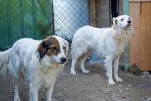 BLANCA, Hund, Mischlingshund in Bulgarien - Bild 3