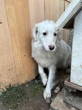 BLANCA, Hund, Mischlingshund in Bulgarien - Bild 30