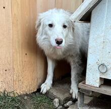 BLANCA, Hund, Mischlingshund in Bulgarien - Bild 31