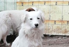 BLANCA, Hund, Mischlingshund in Bulgarien - Bild 5