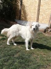 BLANCA, Hund, Mischlingshund in Bulgarien - Bild 6